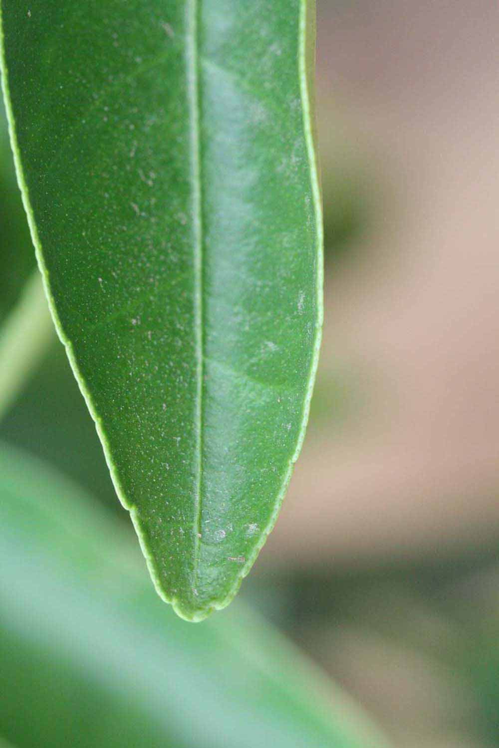              Margin (Riverside, CA)       